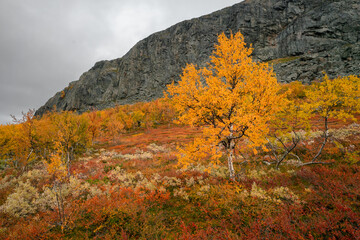 Fototapeta premium Small birch forest in autumn colors with a rock cliff in the background on a cloudy day. Hiking in remote arctic wilderness of Stora Sjoffalet National Park, Sweden.