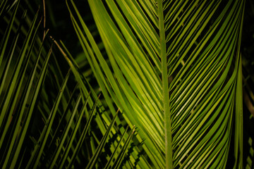 Green palm tree leaves, coconut leaf on a black background. Exotic foliage dark backdrop. Thorns deep in the jungle. Tropical desktop wallpaper. Floral pattern lines textures. Real photo of nature.