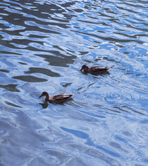 ducks in the water