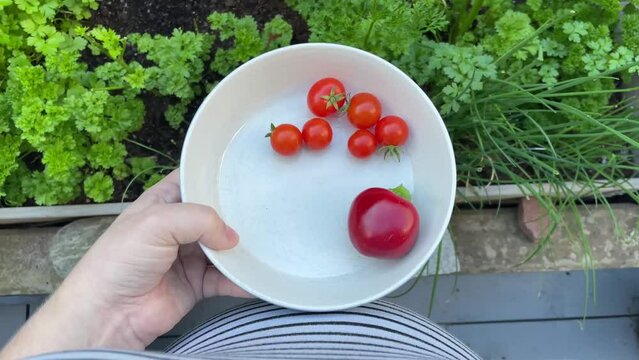 View from above of belly of a pregnant woman and how the person is holding a plate with fresh organic cherry tomatoes and peppar from the garden. Concept of healthy food during pregnancy.