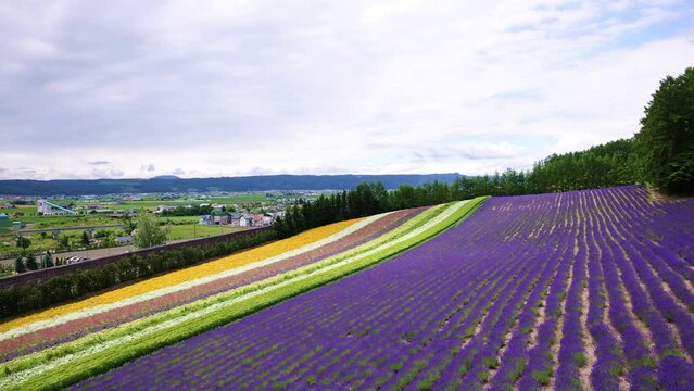 Lavender field in Furano, Hokkaido