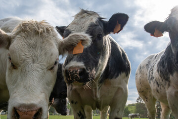 a group of multi-colored black and white cows graze in a corral on green grass
