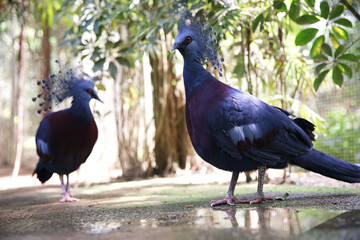 Foreground Crowned pigeon gur victoria. blue birds