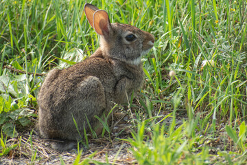 rabbit in the grass