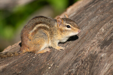chipmunk on tree in woods