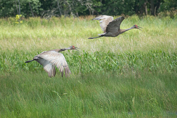 sandhill cranes flying in open marsh
