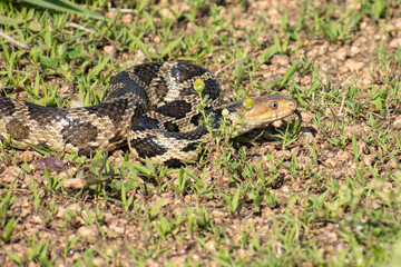 eastern foxsnake with tongue out
