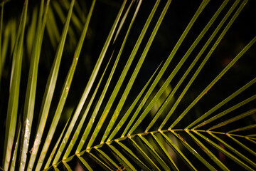 Green palm tree leaves on black background. Exotic foliage dark backdrop. Coconut leaf deep in a jungle, wild forest woods. Tropical wallpaper. Floral pattern, textures. Real macro photo of nature.