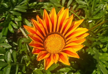 yellow flower in the garden
