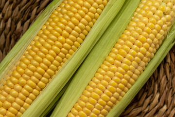 Uncooked corn cobs. Close-up, top view.