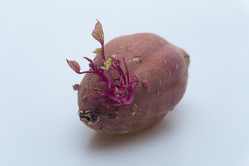 Sweet potato with sprouts on a white background