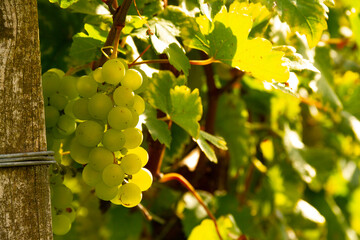 Reben Trauben Wei&szlig;