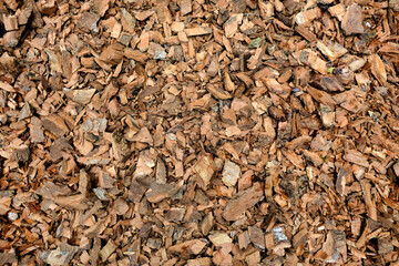 Close up of bark chippings from an electric shredder used on a pathway in a polytunnel
