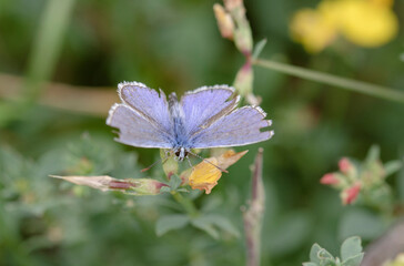 A beautiful butterfly (named Bläuling) on ​​yellow plant