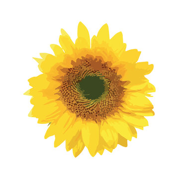 Sunflower highlighted on a white background. Print in orange tones for T-shirts and other fashionable clothes, posters, postcards, stickers, decor and textiles.
