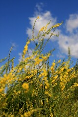 Polne akwiaty © Ireneusz