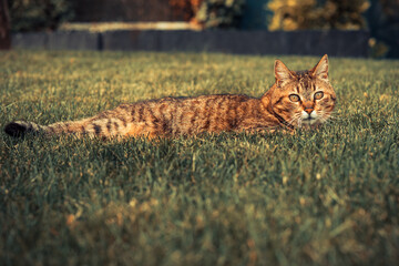 Chat tigré dans l'herbe