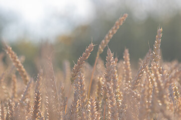 Golden wheat field closeup in the sunny day
