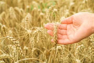 food crisis concept. hand holding wheat against the background of a wheat field