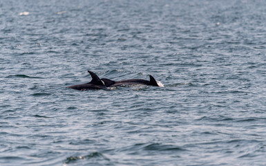 Obraz premium pair of dolphins swimming in Vigo bay in summer