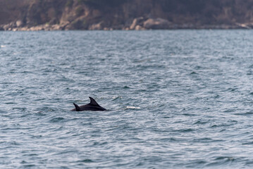 Fototapeta premium pair of dolphins swimming in Vigo bay in summer