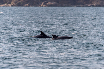 pair of dolphins swimming in Vigo bay in summer