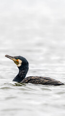 Indian cormorant or Indian shag (Phalacrocorax fuscicollis)