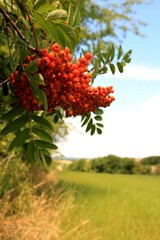 Obraz premium Jarzębina