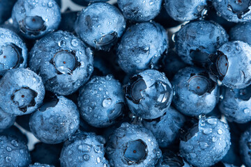 Fresh Bilberries. Close-up background. Shallow DOF