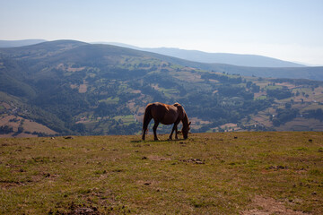 Fototapeta na wymiar Mountain landscape with a grazing horse in the foreground.