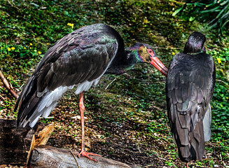 Black stork on the beam. Latin name - Ciconia nigra	