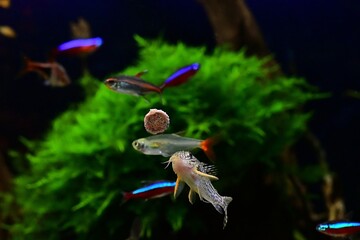 Ryby akwariowe karmione tabletką. Na pierwszym planie kirysek Sterby (Corydoras Sterbai)