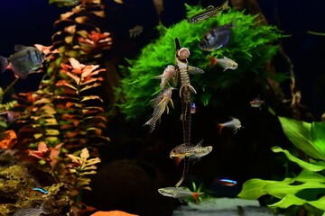 Ryby akwariowe karmione tabletką. Szydlik, kiryski i kąsaczowate © Lancan