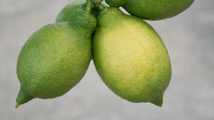 Lemons growing on the tree.
Lemon tree with lemons background. Space for text.