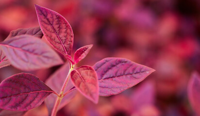 Autumn natural background with blue, purple, lilac, red leaves