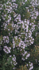Mediterranean forest. Green nature.