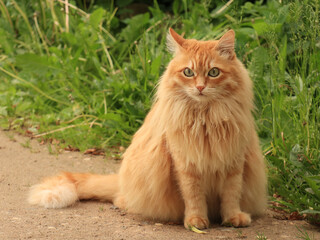 Naklejka na ściany i meble Big fluffy ginger cat with green eyes on the grass