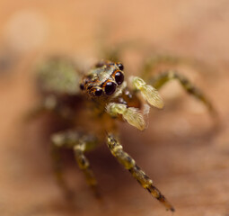 macro foto de araña