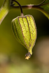 Close-up of the fruit of a Cape gooseberry
