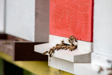 Honeybees enter and exit the bee hive
