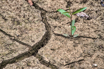Plants growing in dry environment
