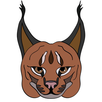 Caracal head illustration, sport mascot or team logo in flat style. Cartoon image in vector graphics.