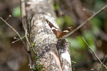 Mariposa al aire libre