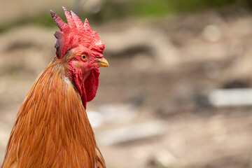 Aves de granja