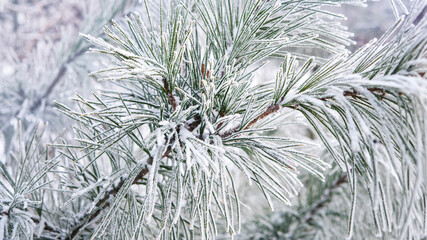 Pine branch in the snow and frost on a cold day. Nature winter background. Selective focus. Concept of Christmas and New Year holidays