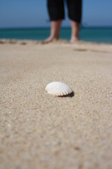 Concha en la playa