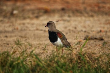 A Southern lapwing found on Xangri-lá Beach, Rio Grande do Sul, Brazil.	