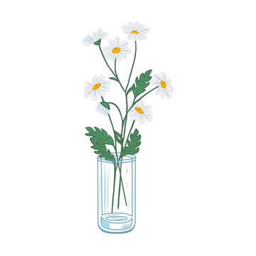 Chamomile flowers in a glass vase hand drawn vector illustration