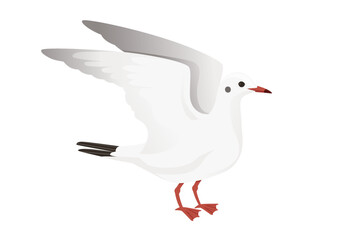 Cartoon style seagull bird vector animal design illustration on white background