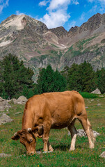 Fototapeta na wymiar Cow grazing in the mountain of the Pyrenees of Aragon in Spain. Vertical image for mobile phones.